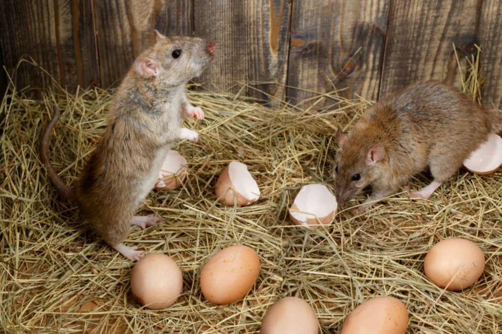 rodents eating chicken eggs in nesting box