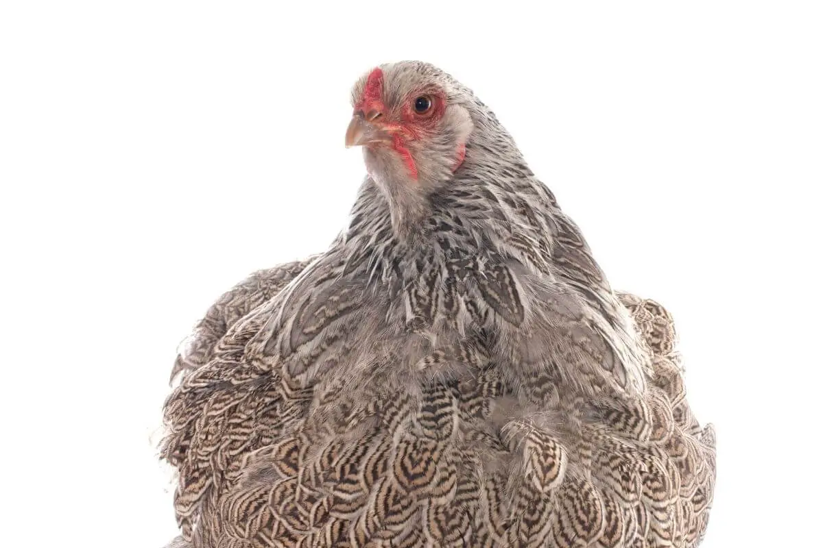 Dark Brahma Chicken Featured Image