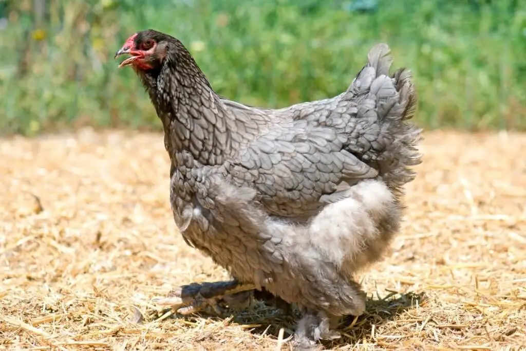 Dark Brahma chicken on hay