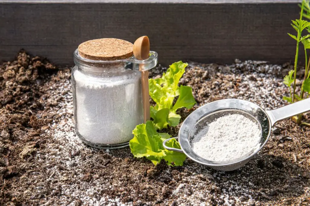 Diatomaceous Earth For Chickens Why And How To Use