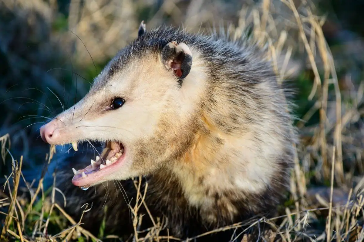 Do Possums Eat Chickens? How To Keep Your Flock Safe