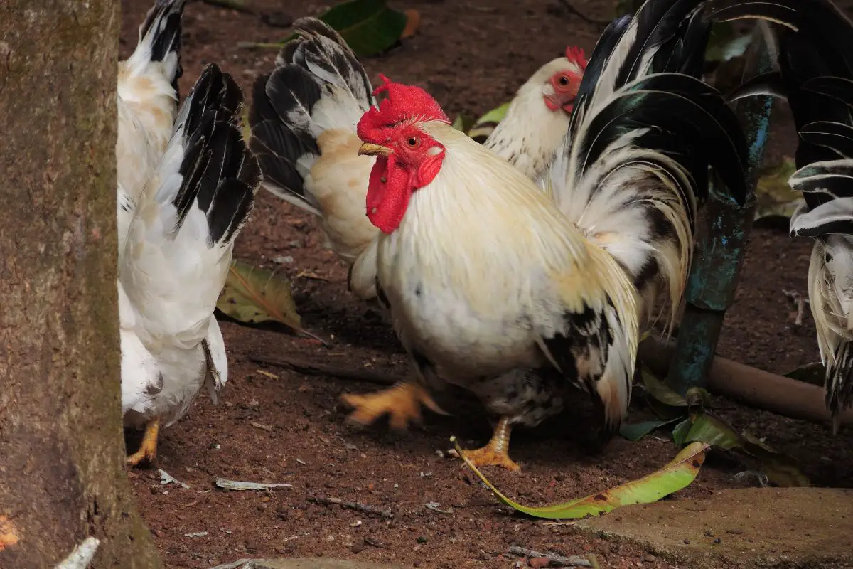 Dorking Chicken Featured Image