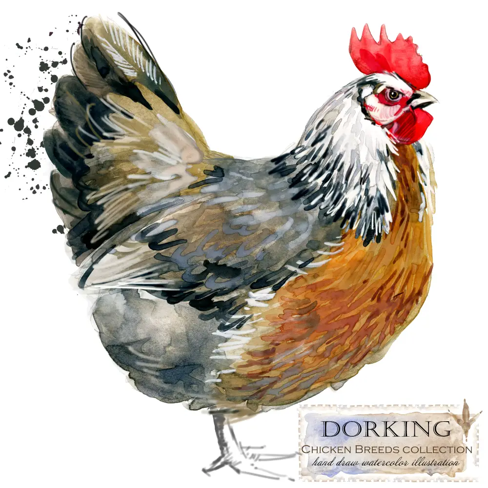 5 Key Benefits of Owning a Dorking Chicken 2 Dorking Chicken canvas
