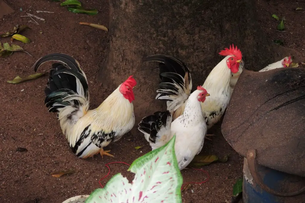 5 Key Benefits of Owning a Dorking Chicken 4 Group of Dorking Chickens