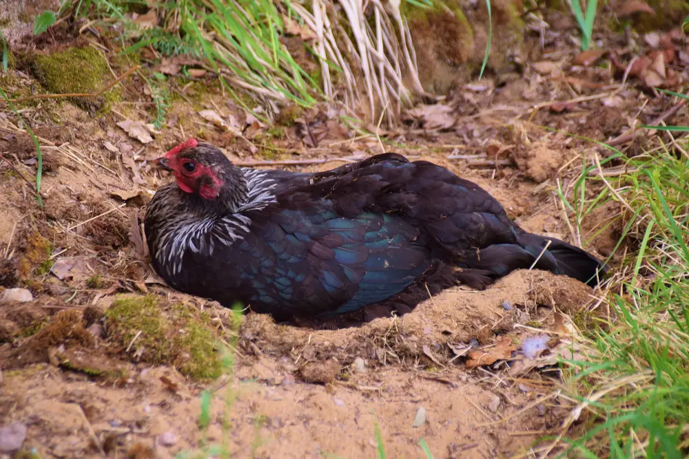 5 Key Benefits of Owning a Dorking Chicken 5 Dorking Chicken on eggs