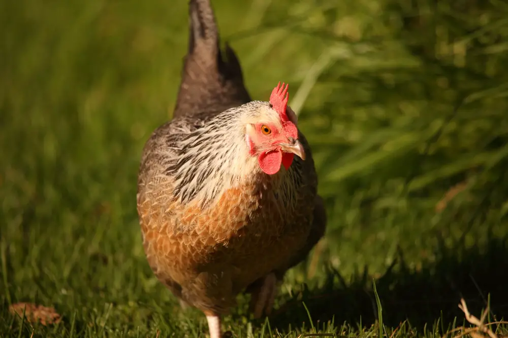 5 Key Benefits of Owning a Dorking Chicken 3 Dorking Chicken on grass