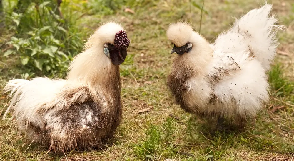 2 dirty white silkie chickens
