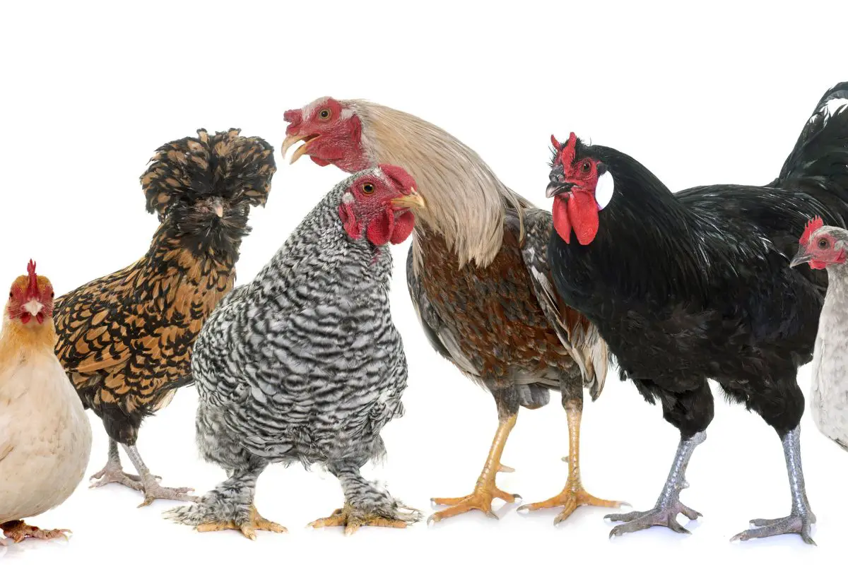 Friendliest Chicken Breeds Featured Image