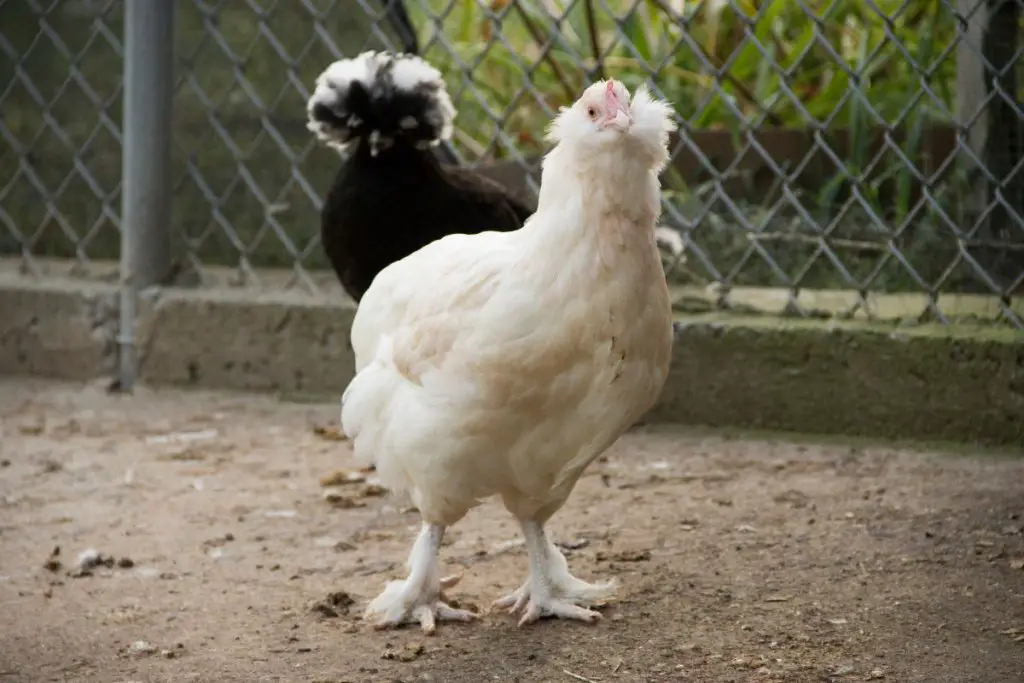 2 Faverolle Chickens