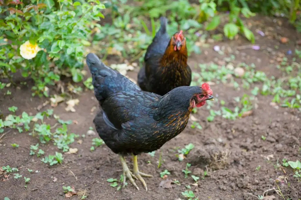 2 Australorp Chickens