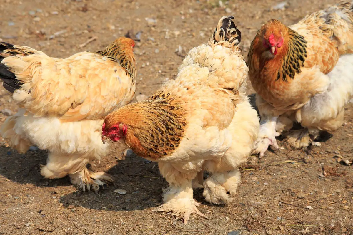 15 Friendliest Chicken Breeds For Your Family Backyard Coop