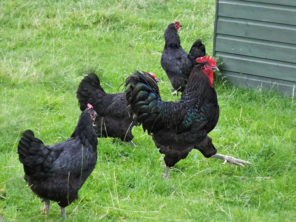 Group of Jersey Giant Chickens