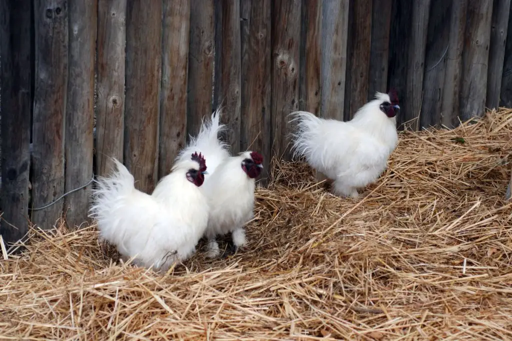 3 Sultan Chickens