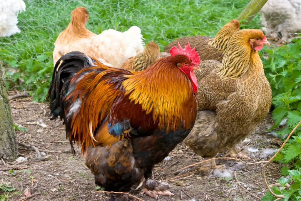 5 Buff Orpington chickens