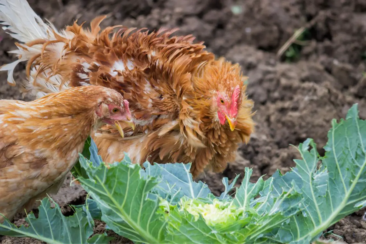 How Much Food Does A Chicken Need 