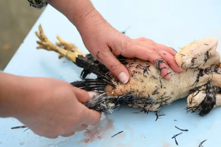 How To Pluck A Chicken: Definitive Guide