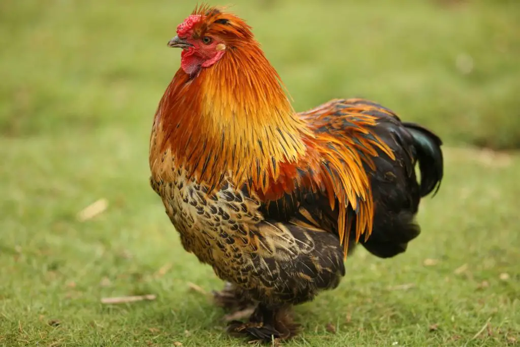 Miniature Chickens: Egg Production, Breed Personality And Care