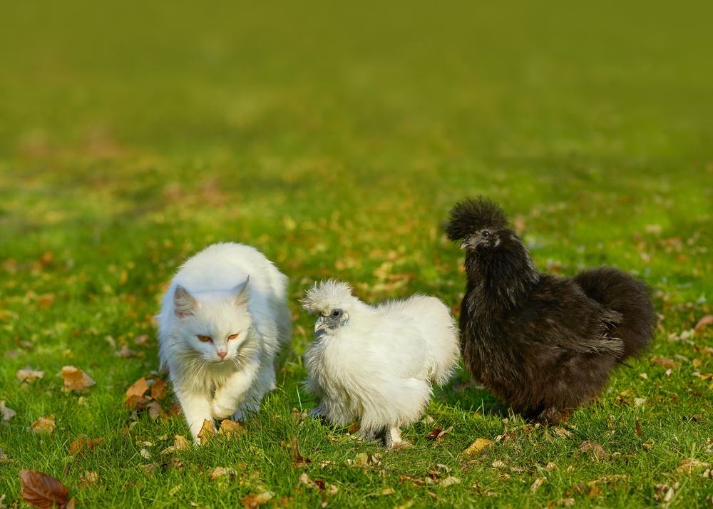 1 white cat and 2 silkie chickens