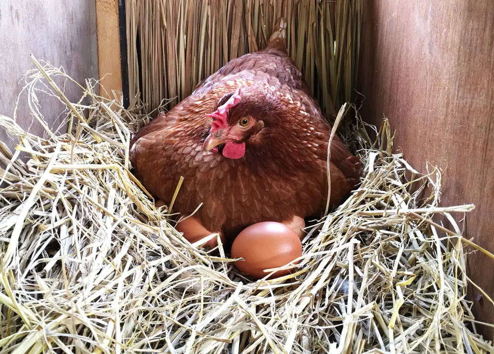 hen in nesting box laying eggs