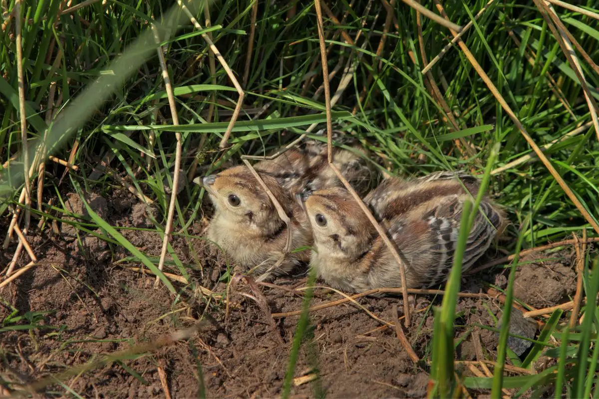 Raising Pheasant Chicks Ultimate Guide