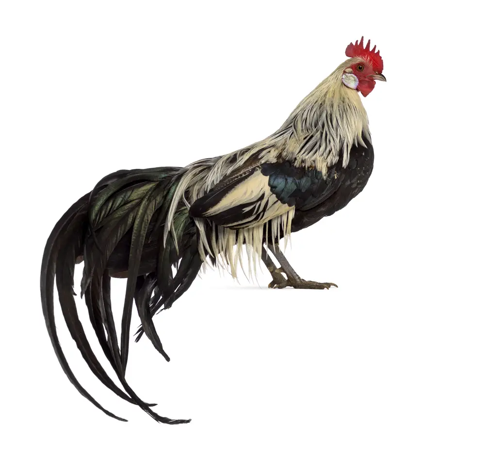 Phoenix Chicken: Egg Production, Breed Personality and Care 2 Phoenix Chicken with long tail