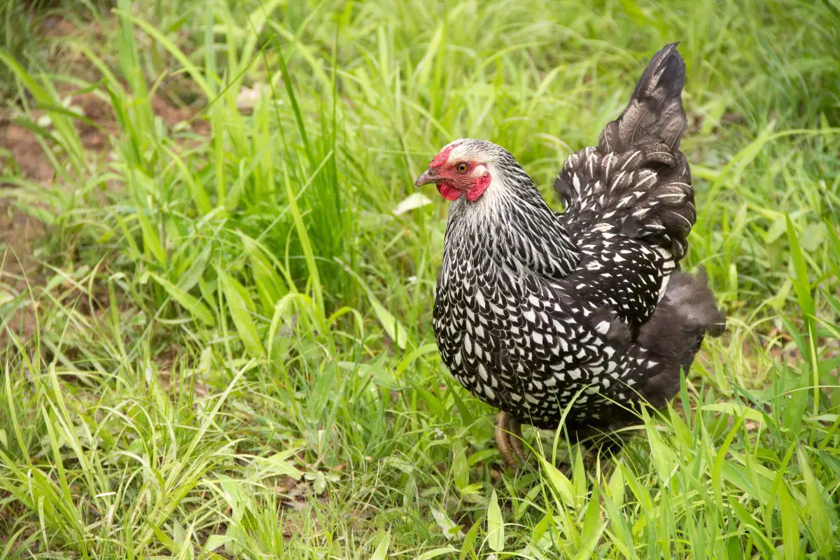 Silver Laced Wyandotte Chicken: Egg Production And Breed Personality