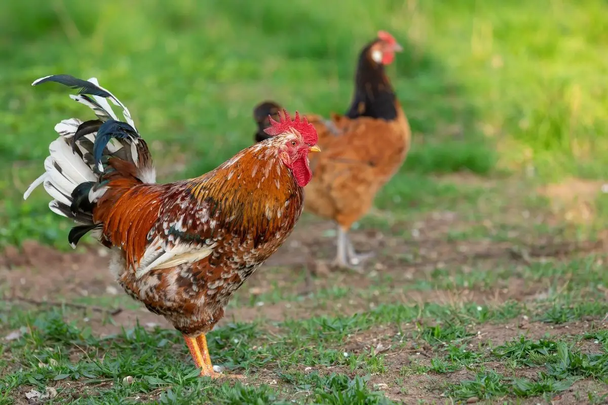 Top 10 Facts You Didn't Know About The Swedish Flower Hen