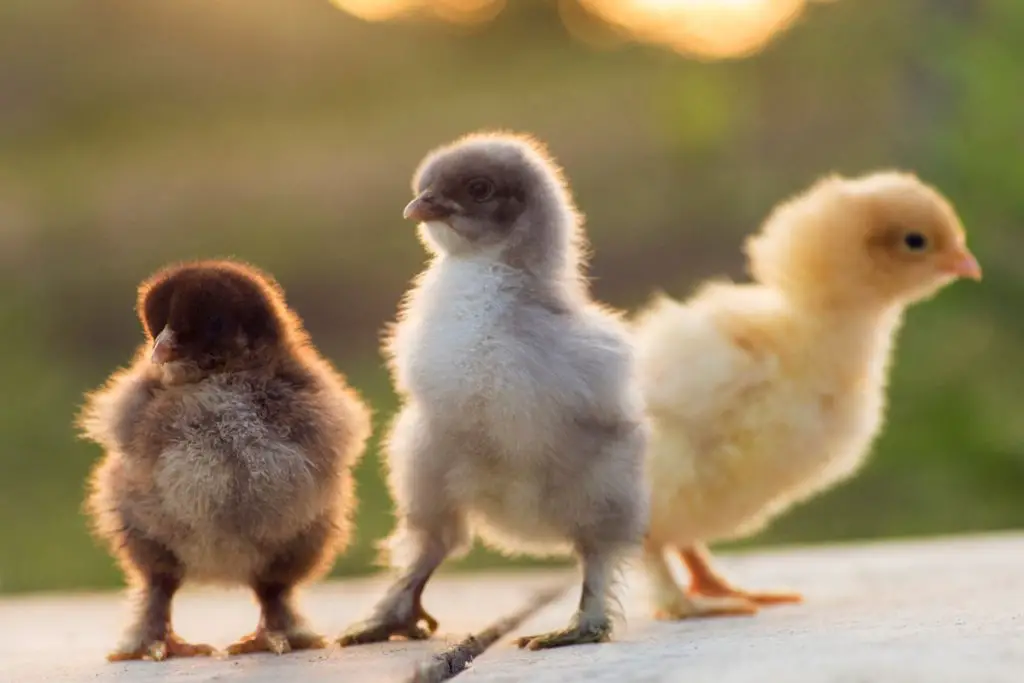 when-can-chicks-go-outside-chickencaretaker