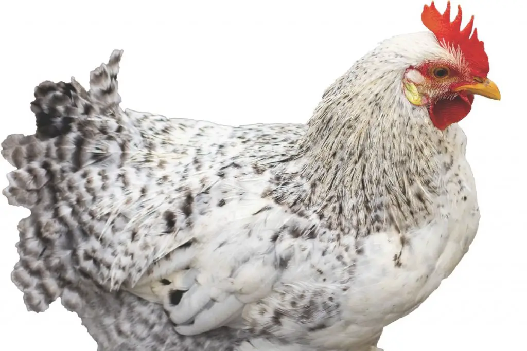 Whiting True Blue Chicken: Egg Production And Breed Personality