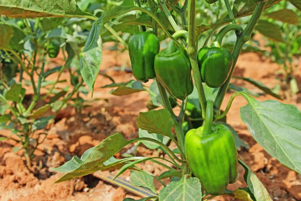 can-chickens-eat-bell-peppers