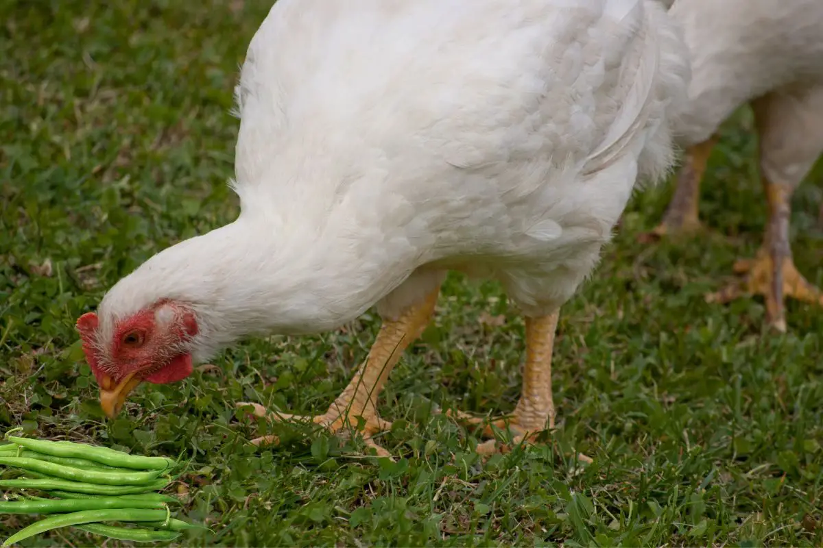 can chickens eat frozen green beans