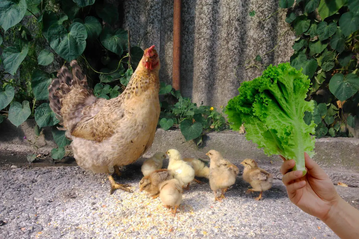 Can Chickens Eat Lettuce Featured Image
