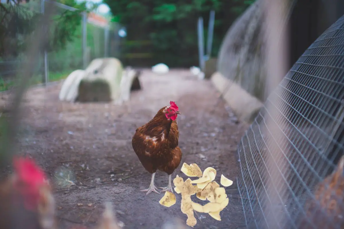 Can Chickens Eat Potato Skins 