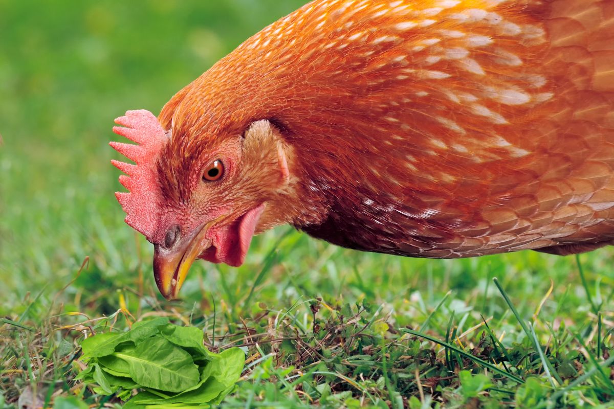 Can Chickens Eat Spinach Featured Image
