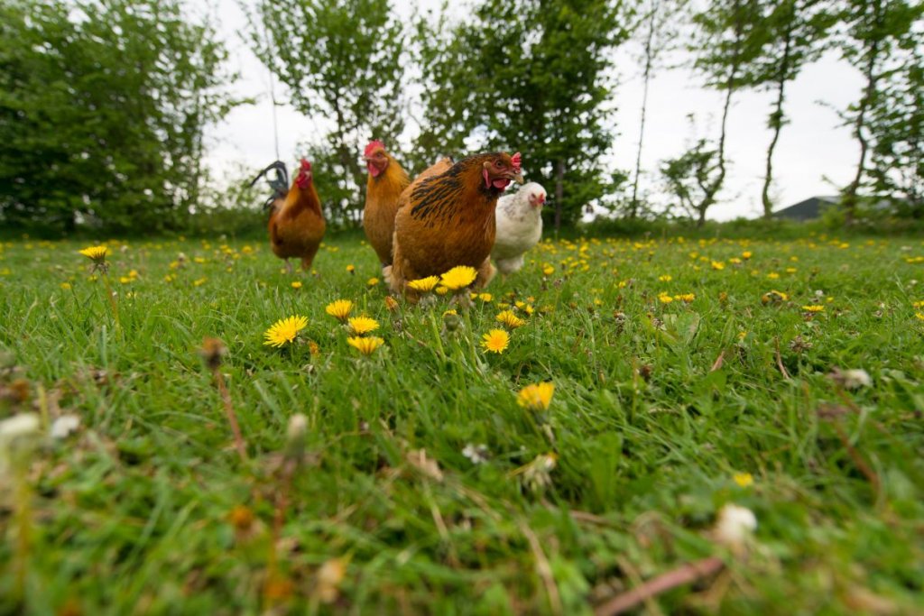 4 chickens eating on grass