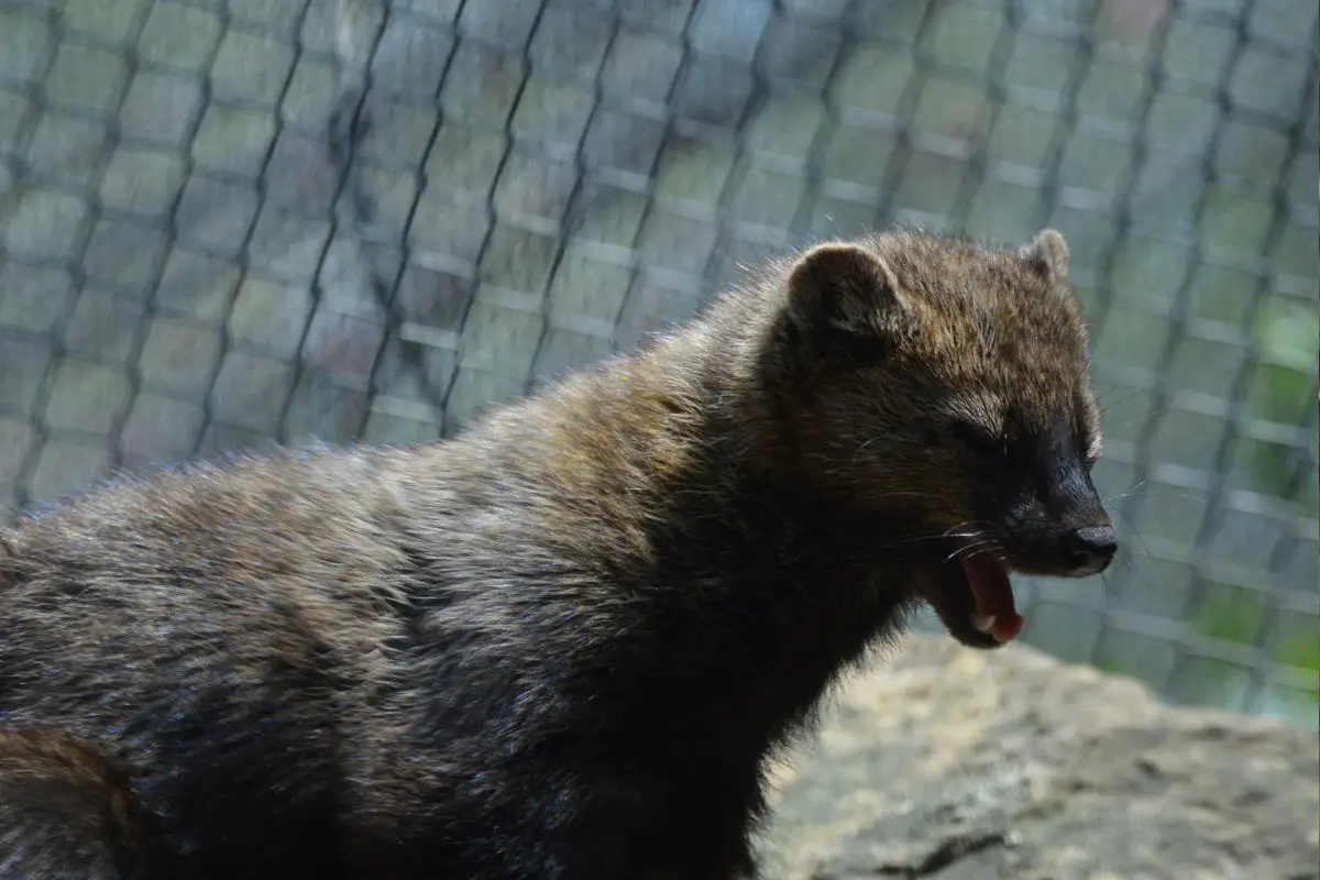 Fisher Cat Featured Image