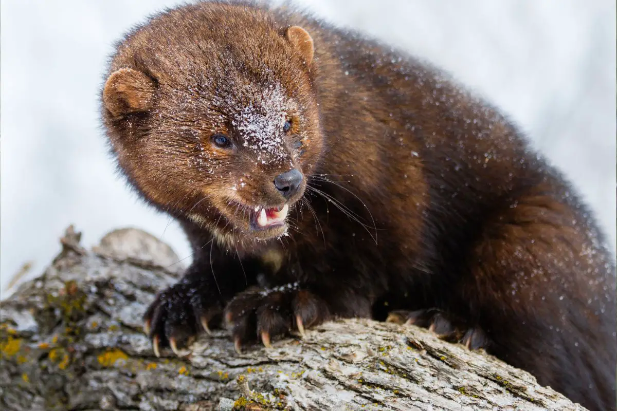 fisher-cat-how-to-protect-your-chickens-from-them