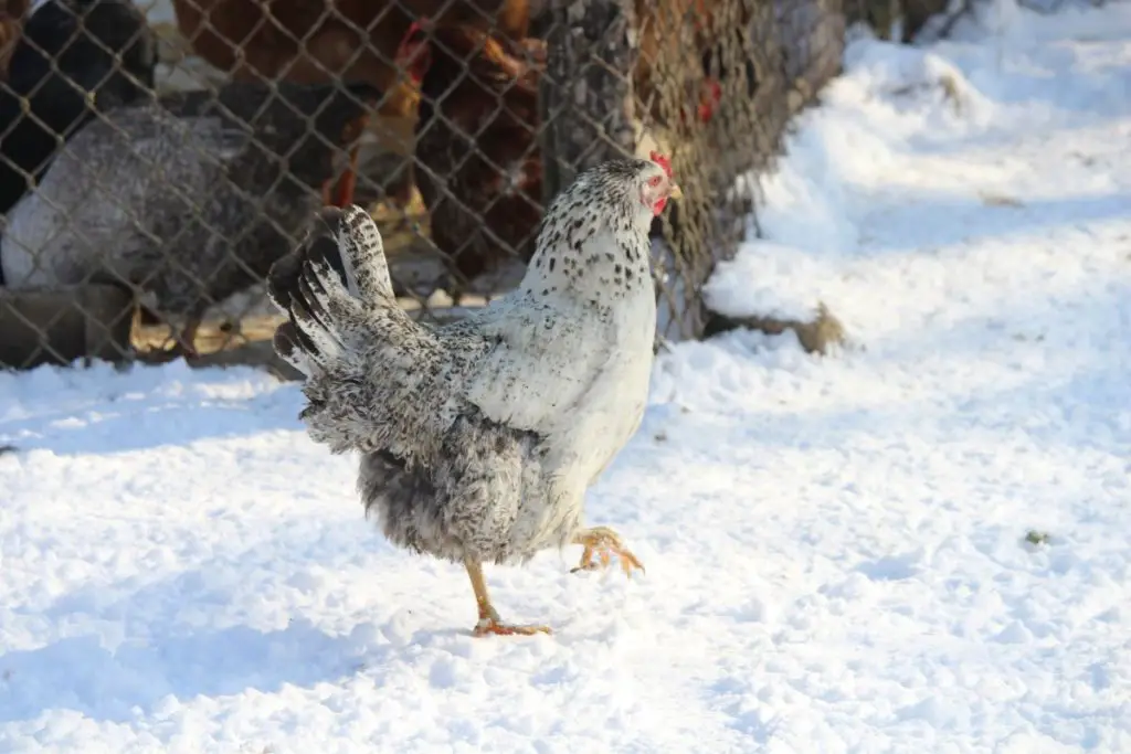 how-cold-is-too-cold-for-chickens-in-winter