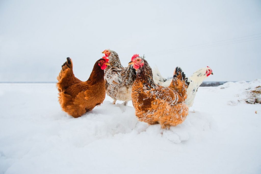 4 chickens in snow