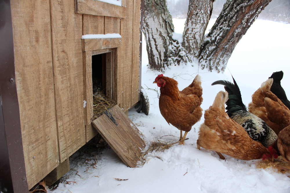 chicken coop in snow with hens outside