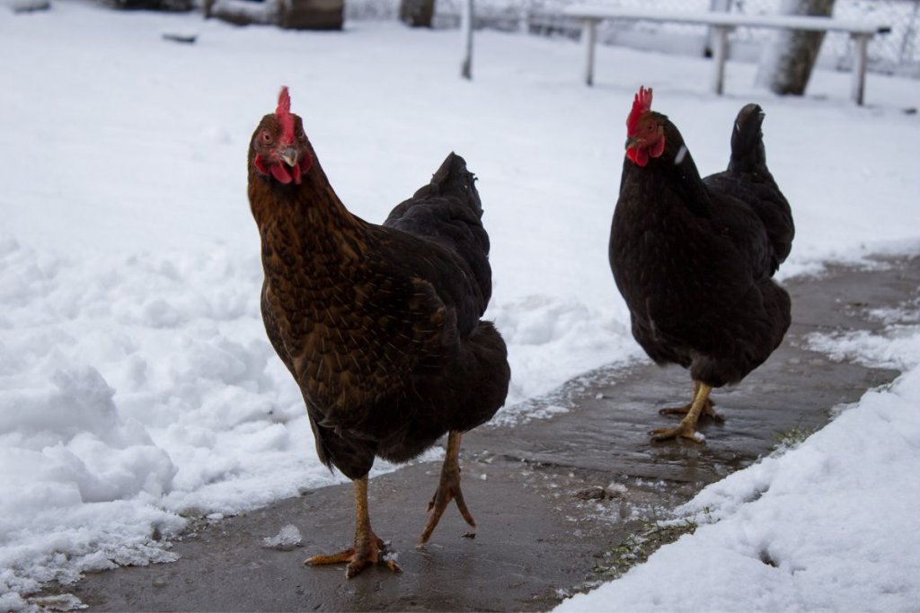 2 hens walking outside next to snow