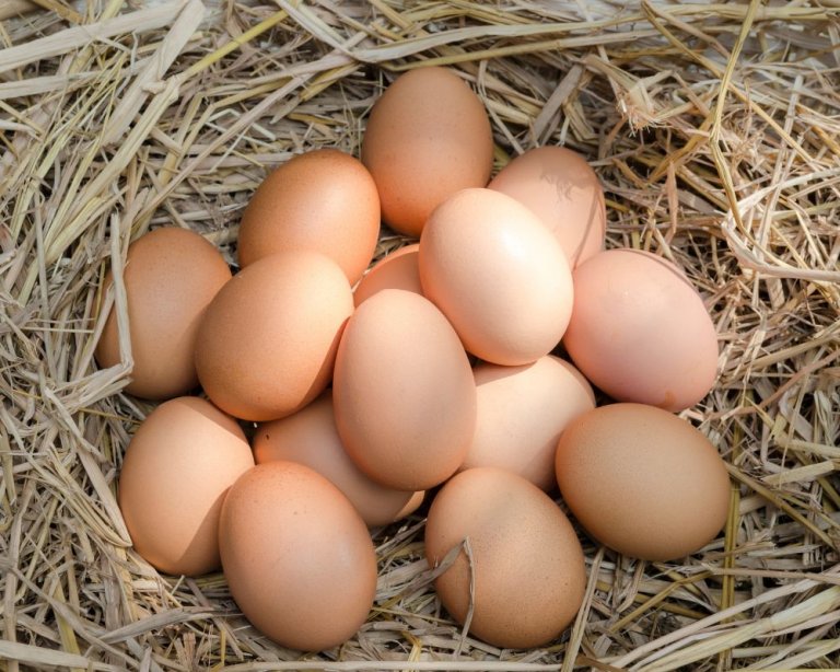 How Many Eggs Do Chickens Lay Per Year?