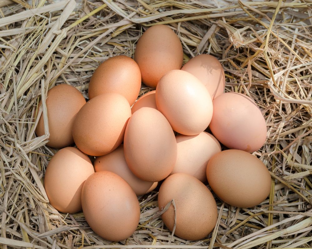 How Many Eggs Do Chickens Lay Per Year Featured Image