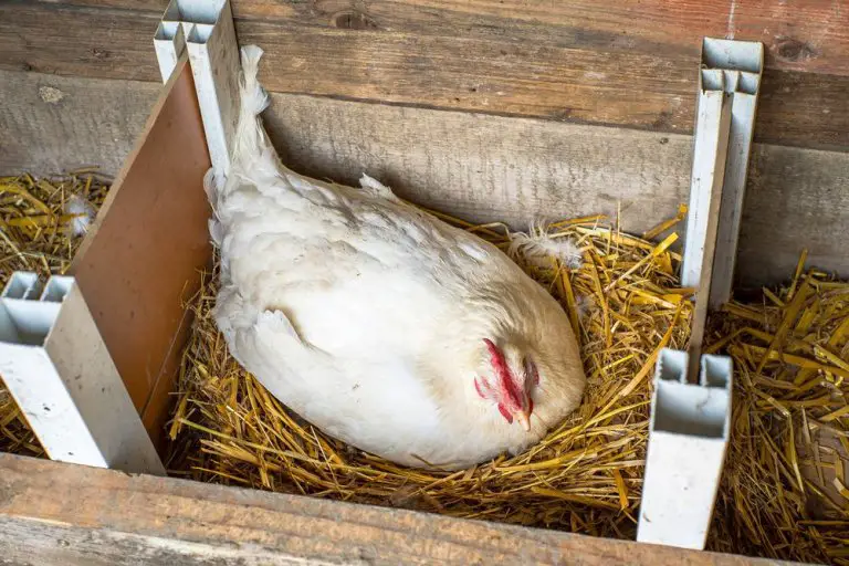 how many nest boxes per chicken