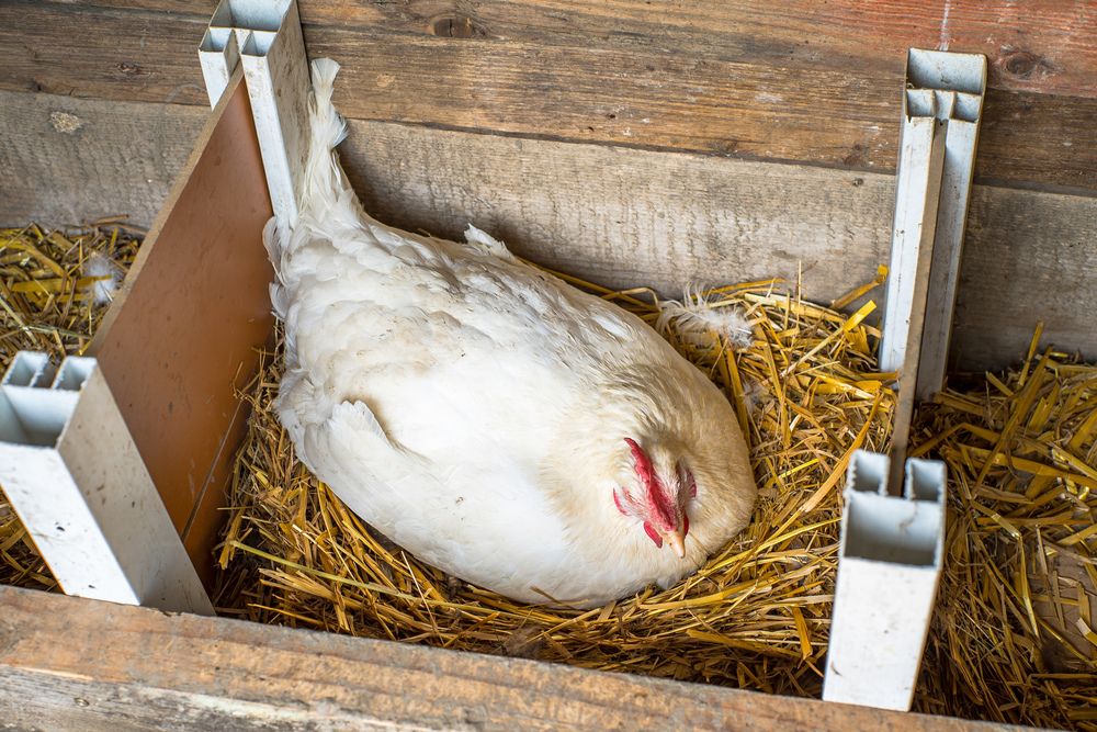 White hen in nesting box