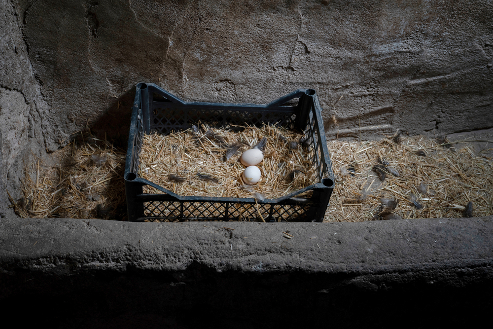 Plastic nesting box with 2 eggs