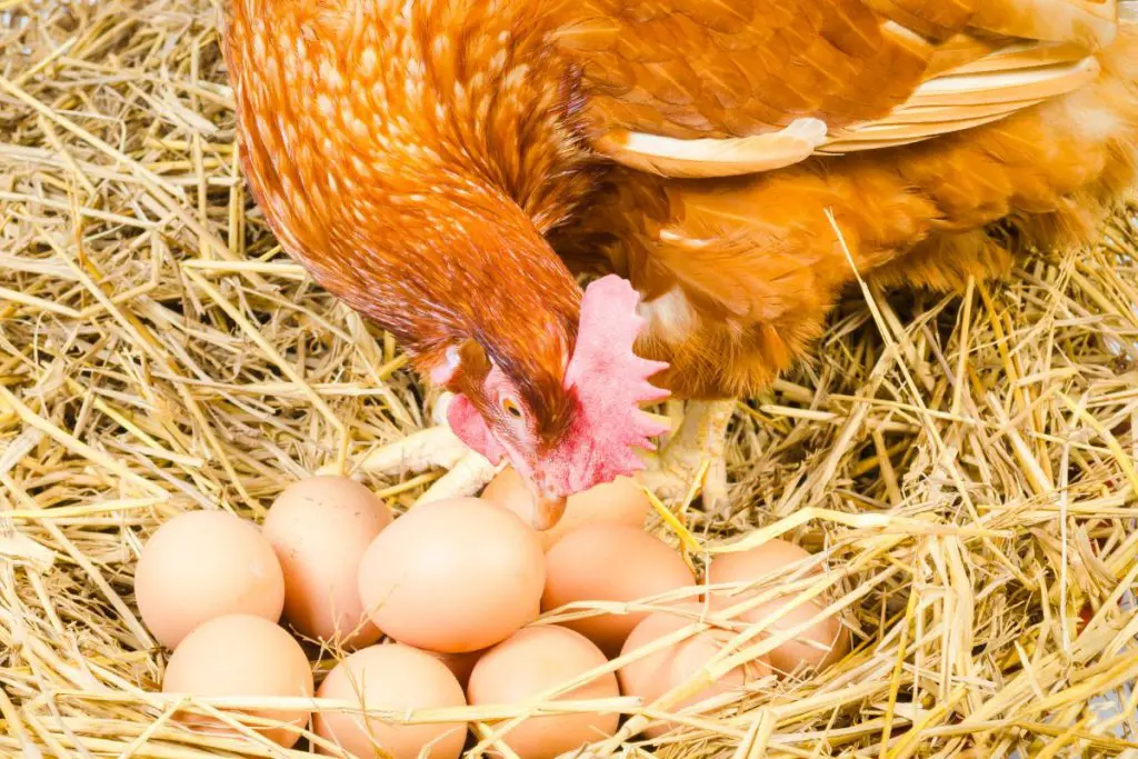 How To Stop Chickens From Eating Their Eggs