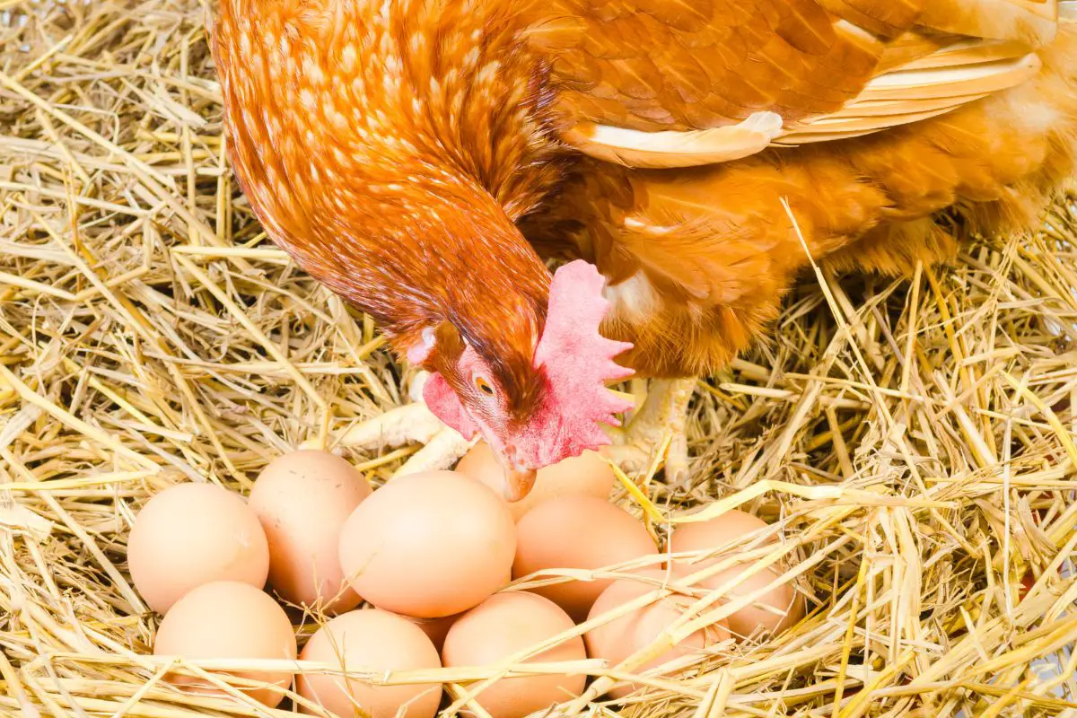 How To Stop Chickens From Eating Eggs Featured Image