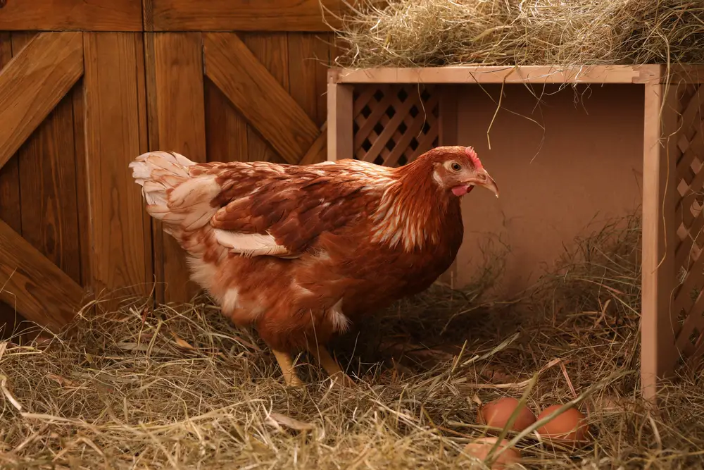 chicken standing next to nesting box