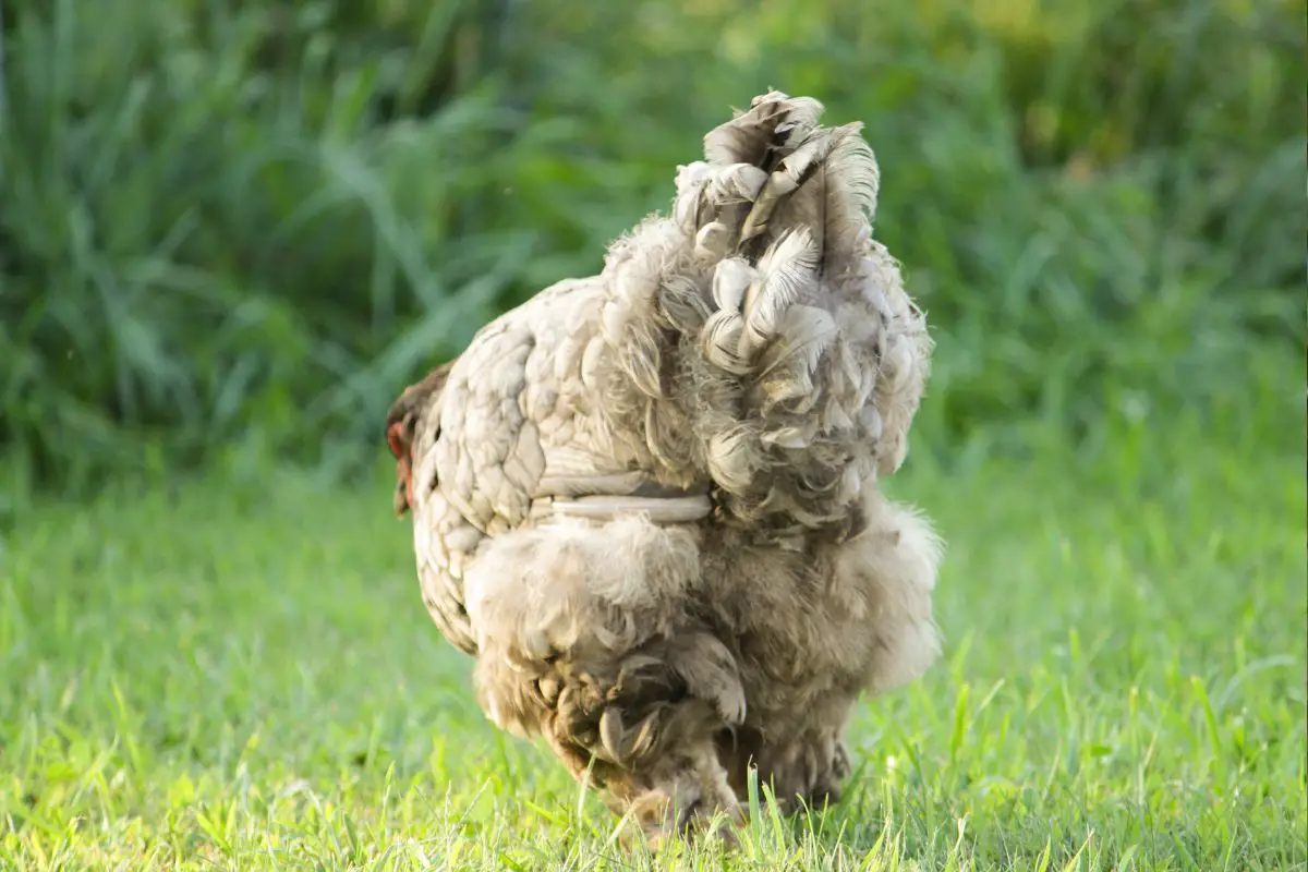 Pasty Butt In Chickens What You Should Know